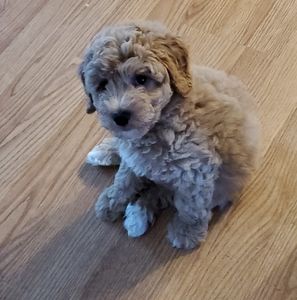 Meet your Posher, Debbie